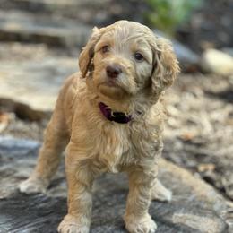 Goldendoodle puppies from Timber Rock Doodles