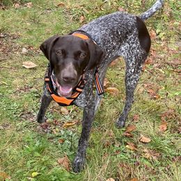 German Shorthaired Pointers from Fox Hollow Homestead