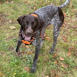 German Shorthaired Pointers from Fox Hollow Homestead