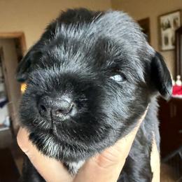 Brock's Miniature Schnauzer - Black male Miniature Schnauzer puppy in Greensburg, Louisiana from Brock’s  Miniature Schnauzers