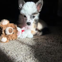 Chihuahua and Chinese Crested Puppies from Western Kentucky Chihuahua’s and Chinese Crested’s