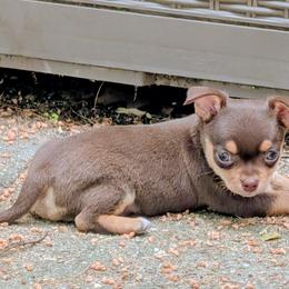 Curly - Chocolate and tan male Chihuahua puppy in Leominster, Massachusetts from House of Lil  Paw