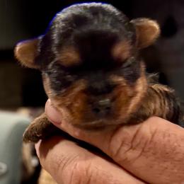 Colby Jack - Black and tan male Yorkshire Terrier puppy in Kingston, Oklahoma from Lake Life