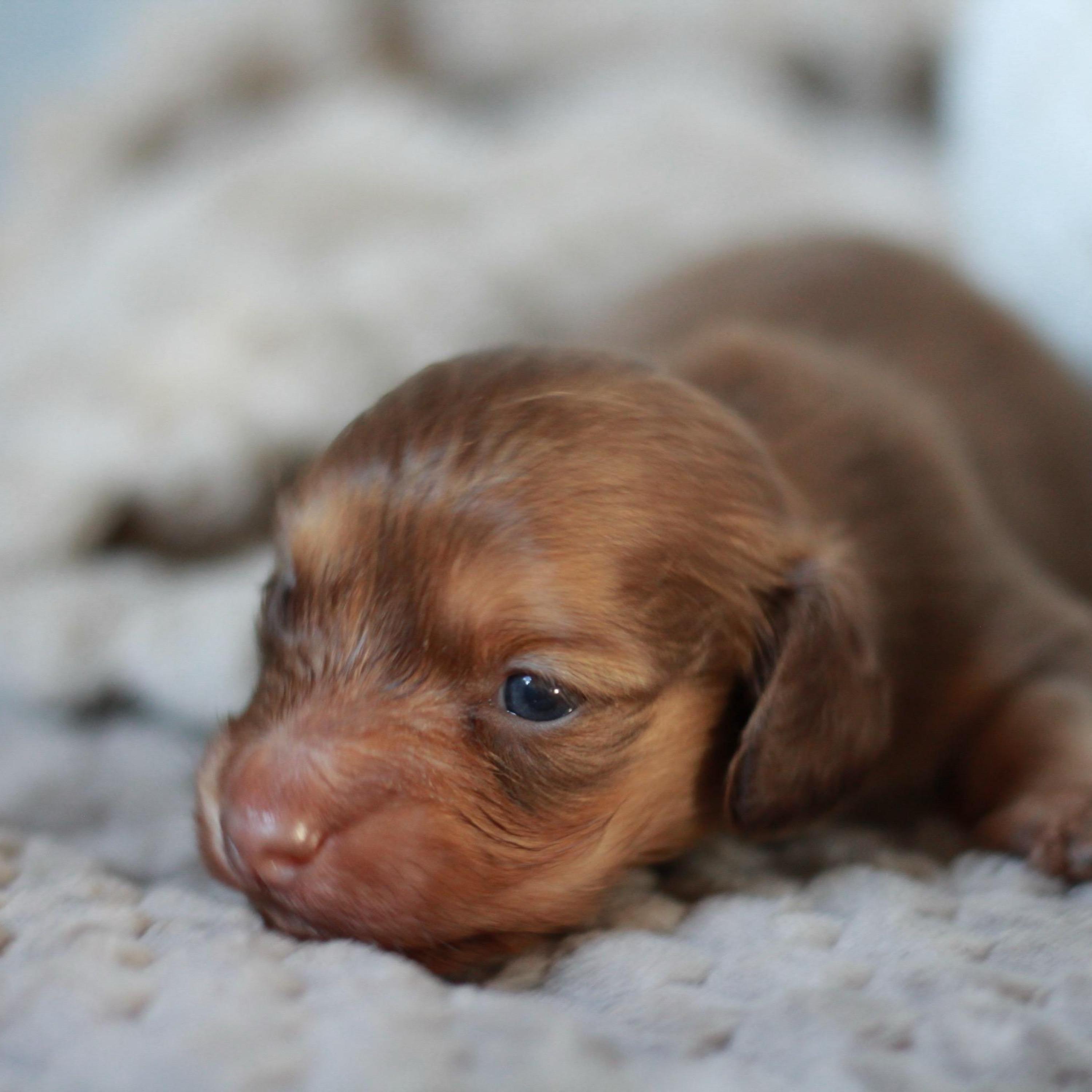 Ash - Chocolate Miniature Dachshund