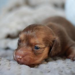 Ash AKC 3500.00 - Chocolate male Dachshund puppy in Krum, Texas from Tired Chef Dachshunds