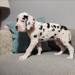 Yellow collar - Harlequin female Great Dane puppy in Alton, Illinois from Show Me Great Danes and Basset Hounds