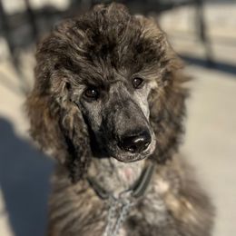 Sage - Phantom female Poodle puppy in Greenville, North Carolina from Grace Poodles