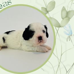 Poppy - Black and white female Cavapoo puppy in Oak Island, North Carolina from Double Doodle Aussiedoodle