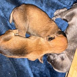 Boy 1 - Red male Cane Corso puppy in Sienna, Texas from Robinson Elite Corsos
