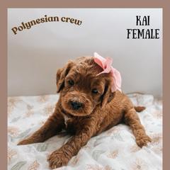 Kai - Red  female Goldendoodle puppy in Hilton, New York from The House of Goldendoodle