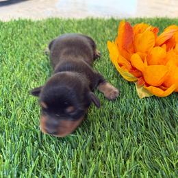 Boy2 3500 - Black and tan male Dachshund puppy in Apopka, Florida from The HotDog Stand