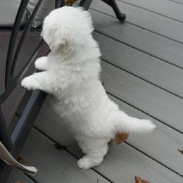 Coton de Tulear Puppies from Musique Cotons
