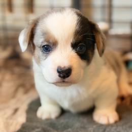 Blue Collar - Blue merle and white male Cardigan Welsh Corgi puppy in Grants Pass, Oregon from Rockin’ DA Corgis & Critter Transport LLC