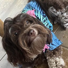 Mala - Havanese