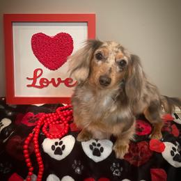 Remi - Dachshund