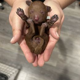 Poodle Puppies from Segovia Pups