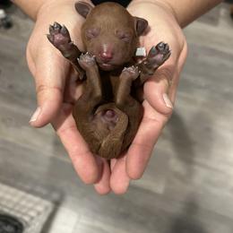 Poodle Puppies from Segovia Pups
