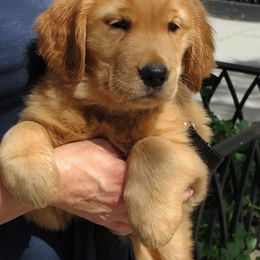Golden Retriever Puppies from Madileau Golden Retreivers