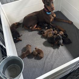 Doberman Pinscher puppies from Jessie (TDD, llc)