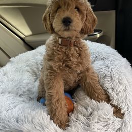 Goldendoodle Puppies from Patton Doodles