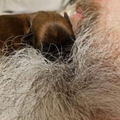 Brussels Griffon Puppies from Makimaki