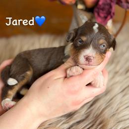 Jared - Red tri-color male Aussiedoodle puppy in Lancaster, Minnesota from Finney Ranch