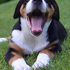Beauceron, Greater Swiss Mountain Dog, and Nederlandse Kooikerhondje Puppies from Blackamber Swissies Beaucerons Ambermoon Kooikerhondje