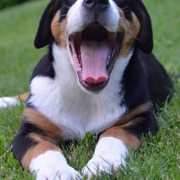 Beauceron, Greater Swiss Mountain Dog, and Nederlandse Kooikerhondje Puppies from Blackamber Swissies Beaucerons Ambermoon Kooikerhondje