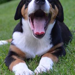 Beauceron, Greater Swiss Mountain Dog, and Nederlandse Kooikerhondje Puppies from Blackamber Swissies Beaucerons Ambermoon Kooikerhondje