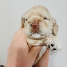 Cocker Spaniel Puppies from Lupine Cocker Spaniels