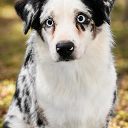 Pebbles - Australian Shepherd