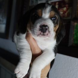 Cooper - Black tan and white male Beagle puppy in Susanville, California from Homegrown Beagles