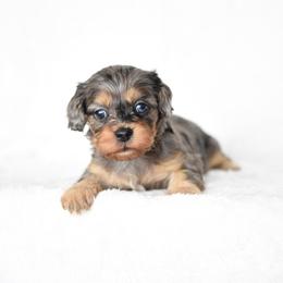 Girl 3 - Merle female Cavapoo puppy in Lawton, Oklahoma from Lindsey’s Cavies