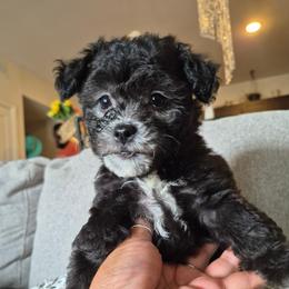 Maltipoo Puppies from Kirksey Texas Elite Maltidoodles