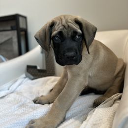 Mastiff Puppies from MLJ Mastiffs Florida