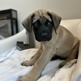 Mastiff Puppies from MLJ Mastiffs Florida