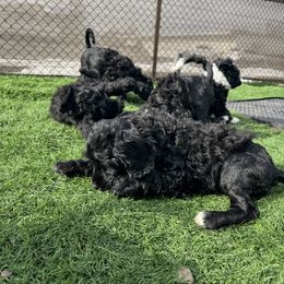 Boy 6 - Portuguese Water Dog puppy from Aarbelle’s Portuguese water dogs