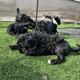 Boy 6 - Portuguese Water Dog puppy from Aarbelle’s Portuguese water dogs