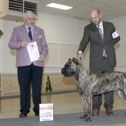 Cane Corso Puppies from Lionheart Cane Corso