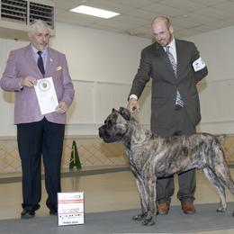 Cane Corso Puppies from Lionheart Cane Corso
