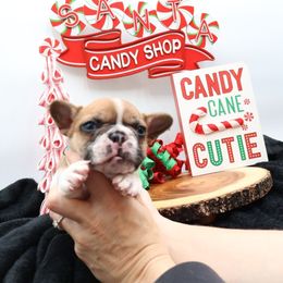 Boy 1 - male French Bulldog puppy in Howell, Michigan from Jessicah's Frenchies Michigan's French Bulldog Breeder