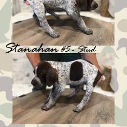 German Shorthaired Pointer Puppies from German Shorthaired Pointers - Golden CO