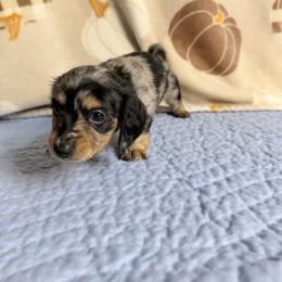 Fiona - Dapple female Dachshund puppy in Homosassa, Florida from SAN’S Dachshunds