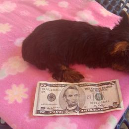 Chihuahua, Pomeranian, and Yorkshire Terrier Puppies from Pampered Pups Kennel