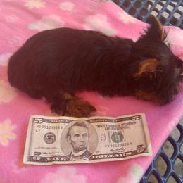 Chihuahua, Pomeranian, and Yorkshire Terrier Puppies from Pampered Pups Kennel