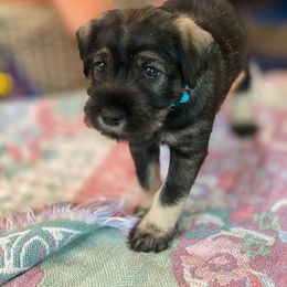 Standard Schnauzer Puppies from Steadfast Standard Schnauzers