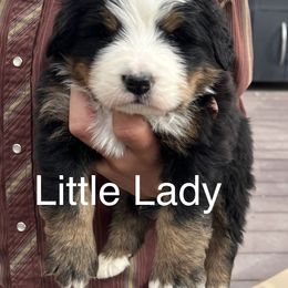 Little Lady - Black rust and white female Bernese Mountain Dog puppy in Paradise Valley, Nevada from Bayles Berners