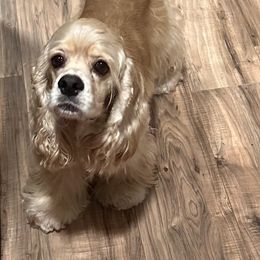 Olivia - Cocker Spaniel