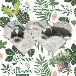 Boinga - Tri-Roan female English Springer Spaniel puppy in Westover, Maryland from Sterling's springer Haven