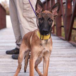 Belgian Malinois from v. unestablished